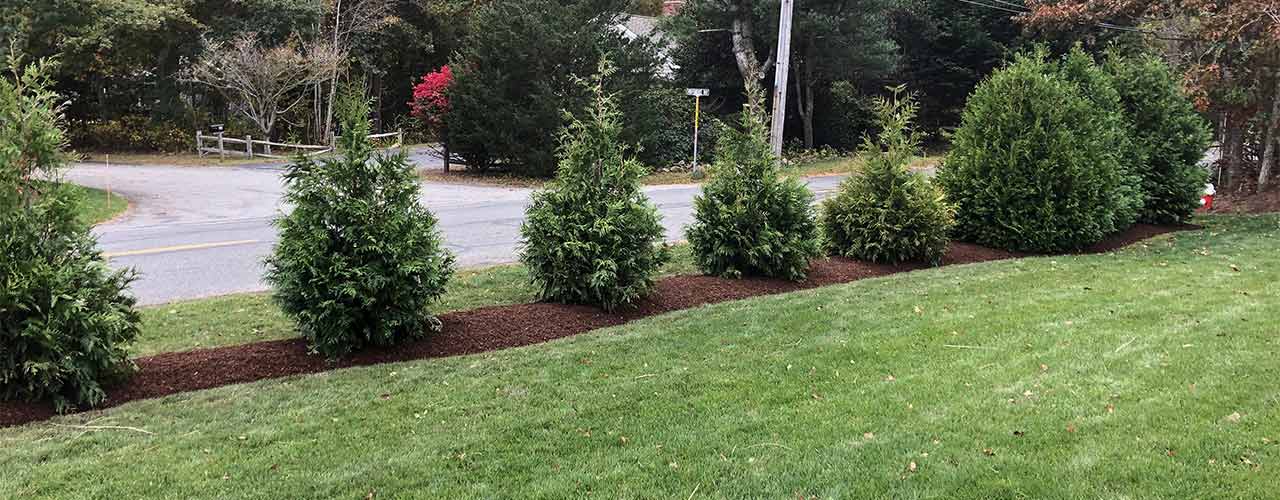 A row of freshly planted evergreen trees for privacy